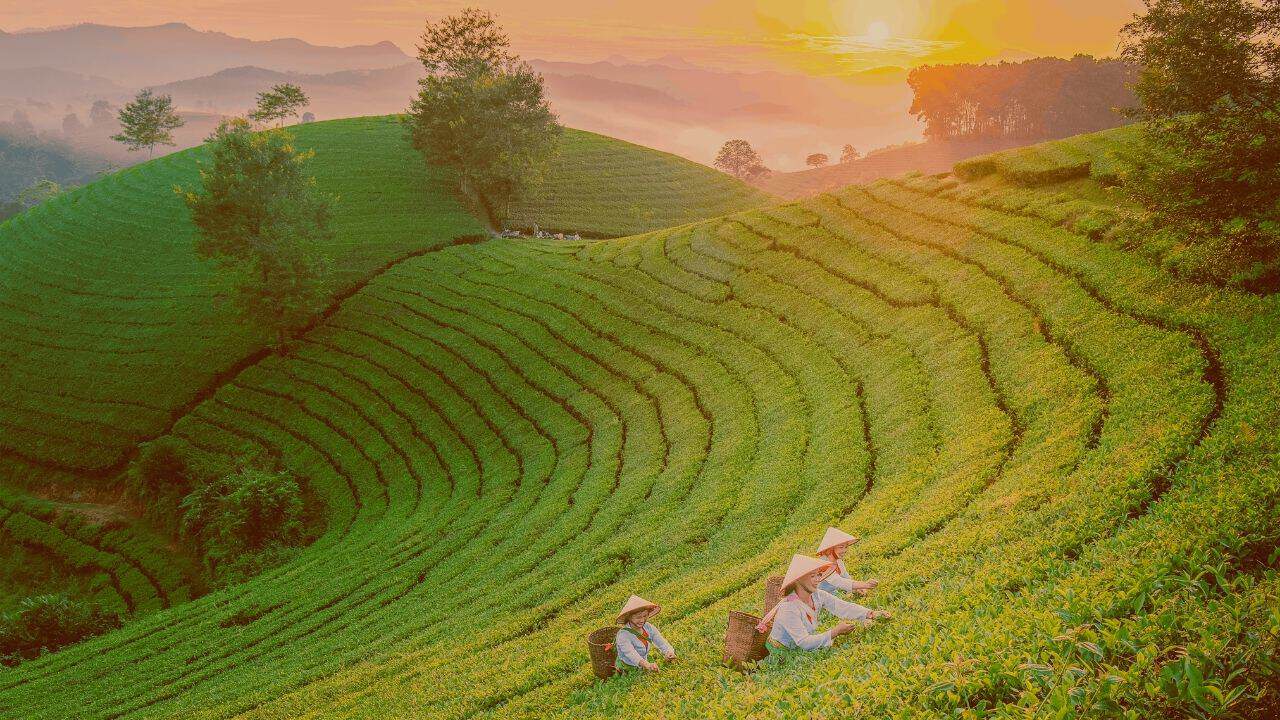 Große Teeplantage mit Farmern